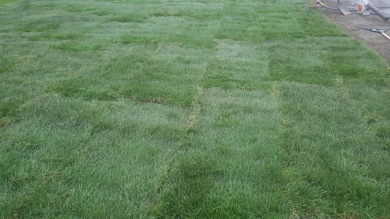 New grass Sodding / New grass Rolls