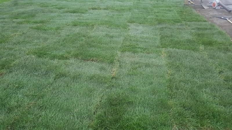 New grass Sodding / New grass Rolls