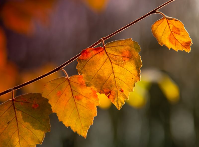 CLEANING FALLEN LEAVES ( SPRING & FALL)